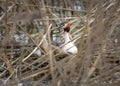 The great crested grebe sitting on eggs in the nest Royalty Free Stock Photo