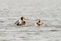 Great Crested Grebe sizing each other up, ready for a fight Royalty Free Stock Photo