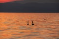 Great crested grebe at sunset seen from lakeside walkway at Cisano, Bardolino, Lake Garda, Italy