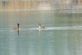 Great Crested Grebe swimming in the lake Royalty Free Stock Photo