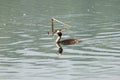 Great Crested Grebe swimming in the lake Royalty Free Stock Photo