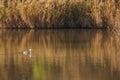 Great crested grebe swimming in the natural park of delta del llobregat