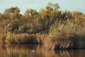 Great crested grebe swimming in the natural park of delta del llobregat