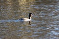 Great crested grebe swimming in the pond with reflection