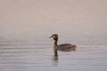 Great crested grebe swims in the calm waters of a lake Royalty Free Stock Photo
