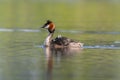 A great crested grebe swims on a lake Royalty Free Stock Photo