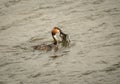 Great Crested Grebe taking food to it`s nesting partner Royalty Free Stock Photo