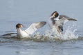 Great Crested Grebe Royalty Free Stock Photo
