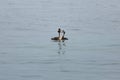 Great crested grebe