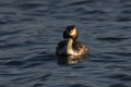 Great Crested Grebe in UK pond Royalty Free Stock Photo