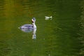 Great crested grebe.water bird. natural river scenery Royalty Free Stock Photo