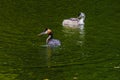 Great crested grebe.water bird. natural river scenery Royalty Free Stock Photo