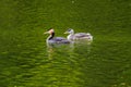 Great crested grebe.water bird. natural river scenery Royalty Free Stock Photo