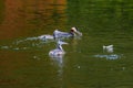 Great crested grebe.water bird. natural river scenery Royalty Free Stock Photo
