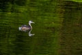 Great crested grebe.water bird. natural river scenery Royalty Free Stock Photo