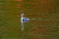Great crested grebe.water bird. natural river scenery Royalty Free Stock Photo