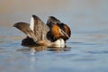 Great Crested Grebe, waterbird (Podiceps cristatus Royalty Free Stock Photo