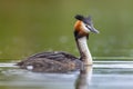 Great Crested Grebe waterfowl Royalty Free Stock Photo