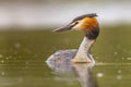 Great Crested Grebe waterfowl Royalty Free Stock Photo