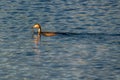 Wild lake bird