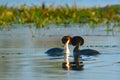 Great Crested Grebe Pair on Water