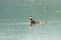 Great Crested Grebe and babies Royalty Free Stock Photo