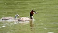 Great Crested Grebe with youngster