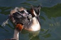 Great crested grebes with chicks displaying a red heart on forehead