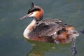 Great crested grebes with chicks