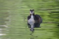 Great crested grebes with chicks