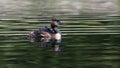 Great crested grebes with chicks