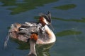 Great crested grebes with chicks