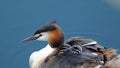 Great crested grebes with chicks