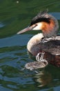 Great crested grebes with chicks