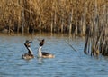 Great Crested Grebes courting Royalty Free Stock Photo