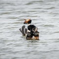 Great Crested Grebes courtship display 3 of 4 Royalty Free Stock Photo