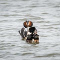 Great Crested Grebes courtship display 4 of 4 Royalty Free Stock Photo