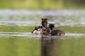 A great crested grebes feed their chicks while swimming on a lake