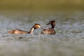 A great crested grebes feed their chicks while swimming on a lake