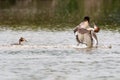 Great Crested Grebes Fighting Royalty Free Stock Photo