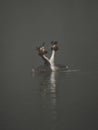Great crested grebes on a foggy lake