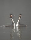 Great crested grebes on a foggy lake