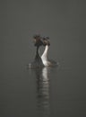 Great crested grebes on a foggy lake