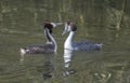 Great crested grebes on a lake