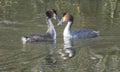 Great crested grebes on a lake Royalty Free Stock Photo