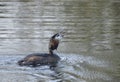 Great crested grebes on a lake Royalty Free Stock Photo