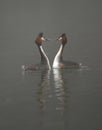 Great crested grebes on a lake in fog