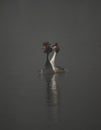 Great crested grebes on a lake