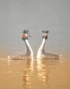 Great crested grebes on a lake