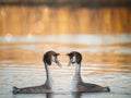 Great Crested Grebes on lake in mating season at sunrise
